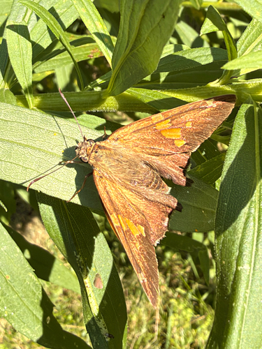Silver-spotted Skipper