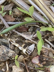 Calligrapha bidenticola