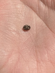 Calligrapha bidenticola