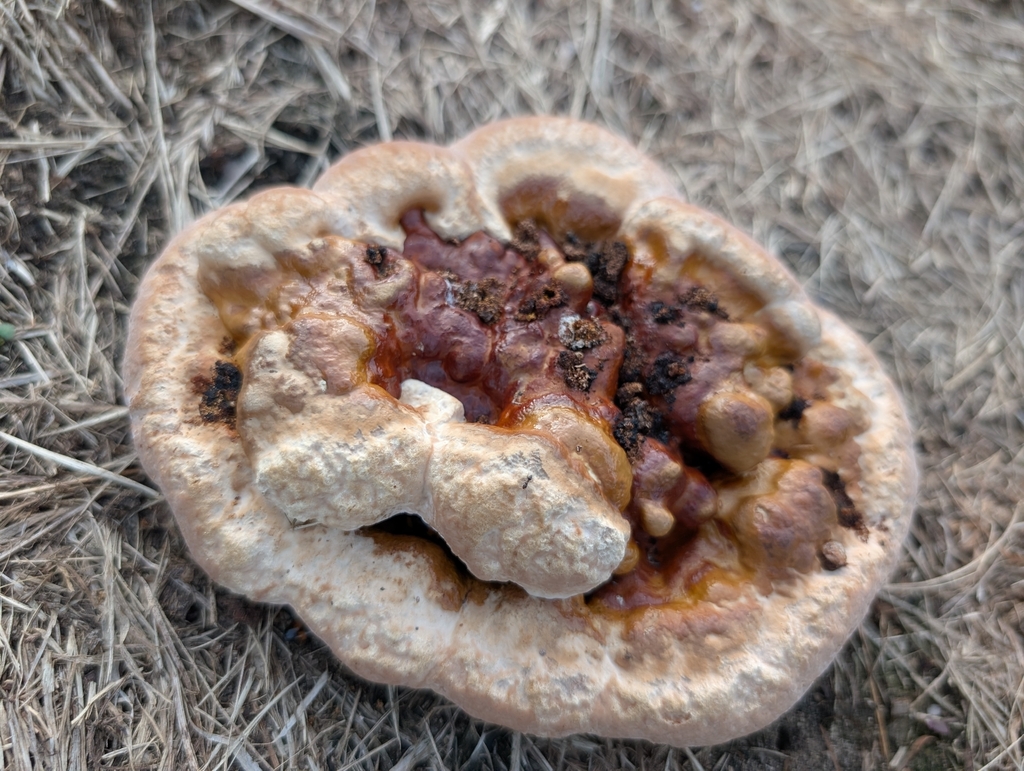 Ganoderma sessile · August 2026 · photo: Photo: (c) Matthew Gerke, some rights reserved (CC BY) · iNaturalist