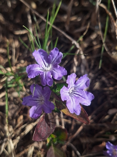 Ruellia erythropus, photograph 6