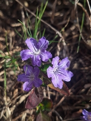 Ruellia erythropus, photograph (c) Rocío Esmeralda Pose, some rights reserved (CC BY)
