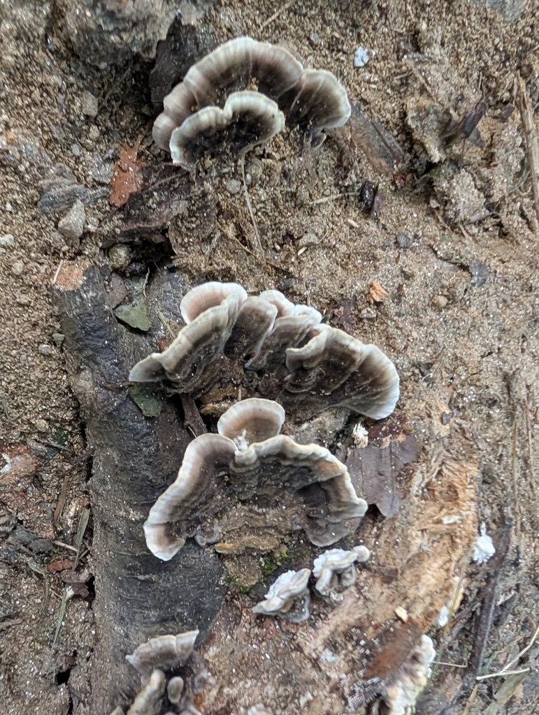 turkey-tail · August 2026 · photo: Photo: (c) Matthew Gerke, some rights reserved (CC BY) · iNaturalist
