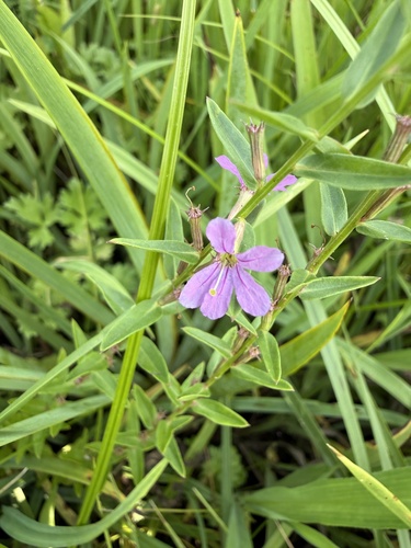 Winged Loosestrife
