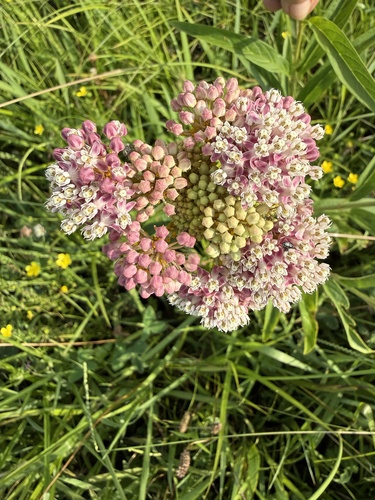 swamp milkweed