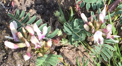 Astragalus cibarius
