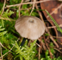 Entoloma albidocoeruleum