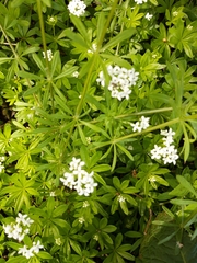 Galium odoratum