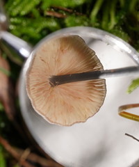 Entoloma albidocoeruleum