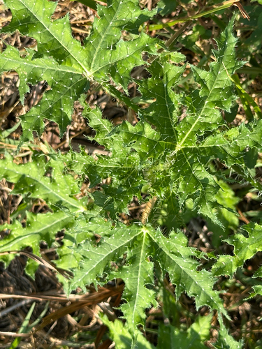 Texas Bull Nettle