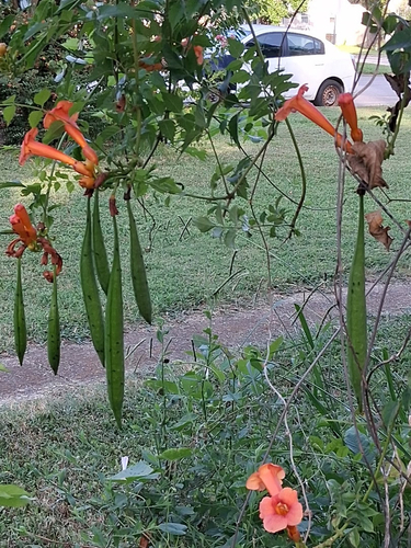 American trumpet vine