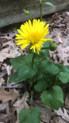 Doronicum
