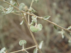 Atriplex stipitata