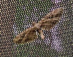 Eupithecia abbreviata