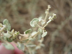 Atriplex stipitata