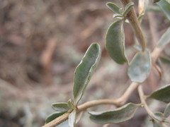 Atriplex stipitata