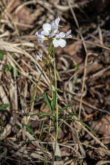 Cardamine trifida