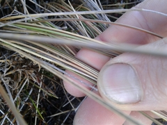 Chionochloa juncea