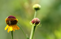Helenium flexuosum