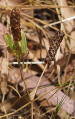 Trifolium billardierei