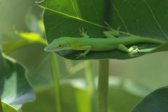 Anolis smaragdinus