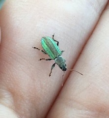 Parascythopus apollinis