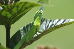 Anolis smaragdinus