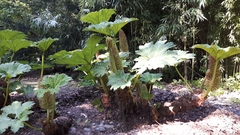 Gunnera tinctoria