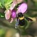 Xylocopa flavicollis - Photo (c) Ina Loots, alguns direitos reservados (CC BY-NC), uploaded by Ina Loots