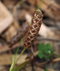 Trifolium billardierei