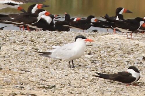 iNaturalist observation photo of Caspian Tern