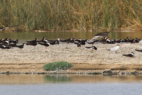 iNaturalist observation photo of Black Skimmer
