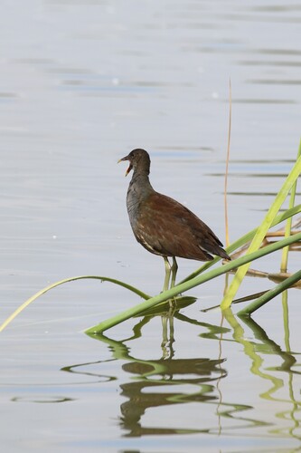 iNaturalist observation photo of Common Gallinule
