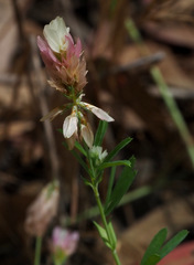 Trifolium philistaeum