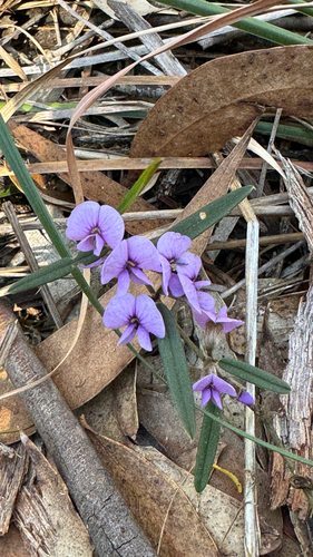 common hovea