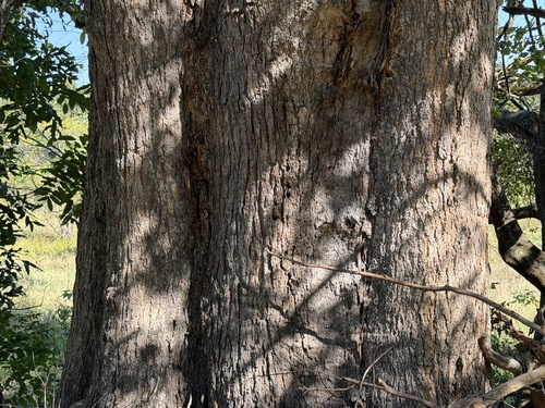 Eucalyptus cloeziana observed 2026-08-12