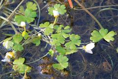 Ranunculus aquatilis