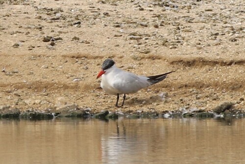 iNaturalist observation photo of Caspian Tern