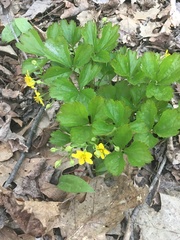 Waldsteinia