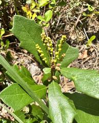 Quercus minima, photograph (c) Ashwin Srinivasan, some rights reserved (CC BY)