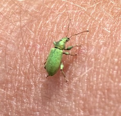 Phyllobius maculicornis