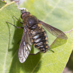 Conophorus nigripennis