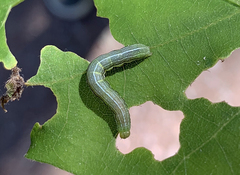Orthosia gothica