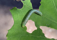 Orthosia gothica