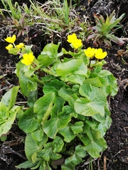 Caltha palustris palustris