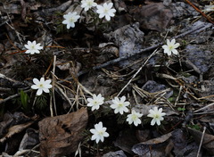 Anemonoides amurensis
