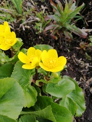 Caltha palustris palustris