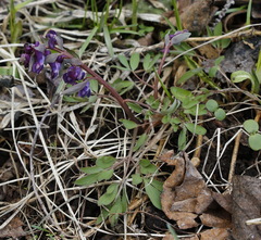 Corydalis ambigua