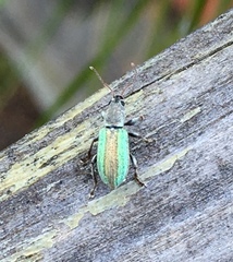 Parascythopus apollinis