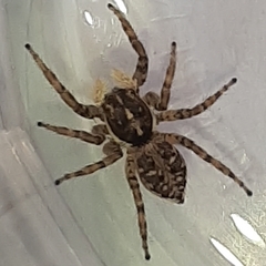Menemerus semilimbatus